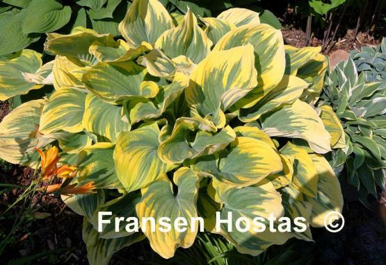 Hosta Magic Fire